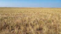 Карабутакская степь. Июль 2022 года