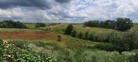 Кладбище псевдокрокодилов