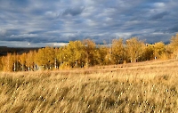 Дворянский лес
