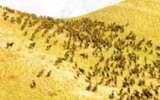 Оренбургские пуховые козы