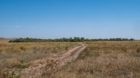 Соколиные колки. Август 2021 года