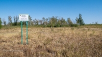 Соколиные колки. Август 2021 года