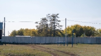 Андреевские лиственницы