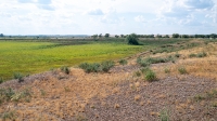Карабаторская старица