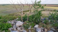 Гора Змеиная (Кумыс-Тюбе). Июнь 2021 года