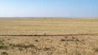Карабутакская степь. Июль 2022 года