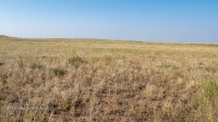 Карабутакская степь. Июль 2022 года