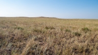 Карабутакская степь