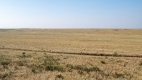 Карабутакская степь. Июль 2022 года