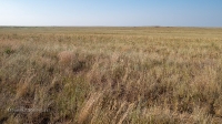 Карабутакская степь. Июль 2022 года