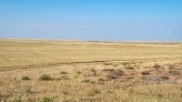 Карабутакская степь. Июль 2022 года