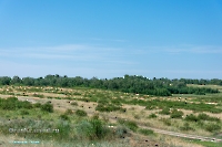 Белоглинские колки