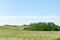Белоглинские колки
