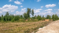 Лес Сибай. Июнь 2021 года