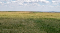 Урочище Чертово Городище. Июнь 2020 года
