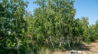 Гайская Березовая Роща и озеро Купоросное. Июнь 2021 года