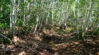 Гайская Березовая Роща и озеро Купоросное. Июнь 2021 года