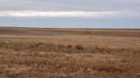 Ясная степь