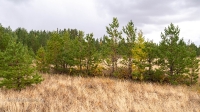 Аландский бор