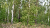 Болотовский бор