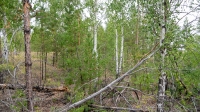 Болотовский бор