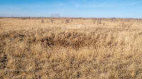 Курган