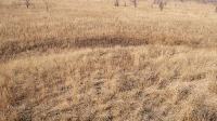Курган