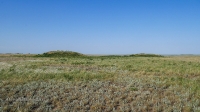 Четыре кургана близ села Карабутак. Май 2021 года