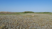Четыре кургана близ села Карабутак. Май 2021 года