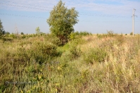 Чапаевские колки, фрагмент вала Перовского. Июль 2012 года