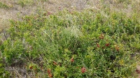 Степной вишарник