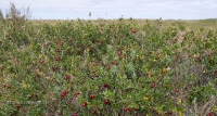 Степной вишарник
