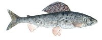 Европейский хариус – Thymallus thymallus (популяции бассейна реки Урал)