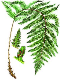 Кочедыжник женский – Athyrium filix-femina (L.) Roth.