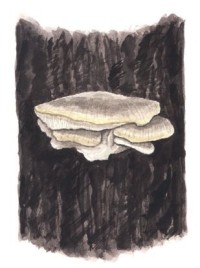 Тиромицес дымчатый – Tyromyces fumidiceps G.F. Atk.