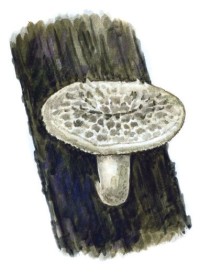 Трутовик клубневый – Polyporus tuberaster (Pers.) Fr.