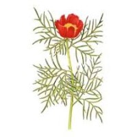 Пион тонколистный (пион узколистный) Paeonis tenuifolia L.